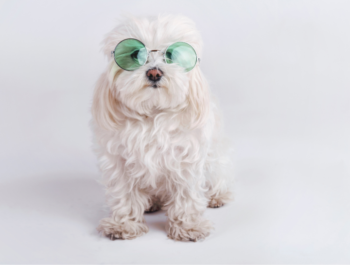 Light Therapy Dog