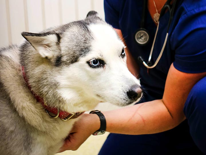 Preventive Care for Dogs