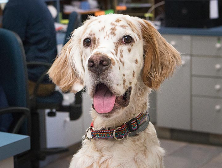 Holistic & Alternative Veterinarian in $city