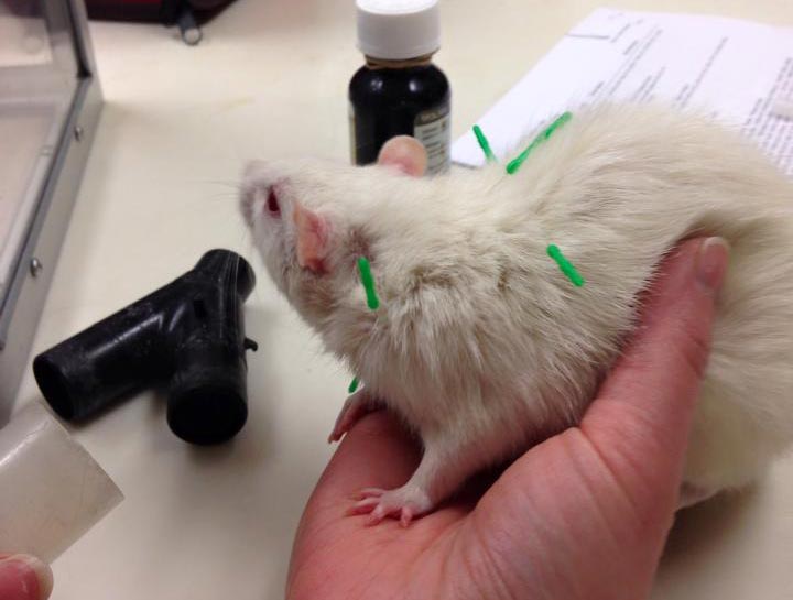 Pet Acupuncture